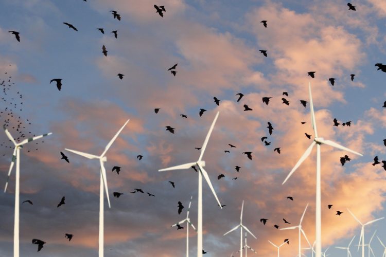 Wind Bat Texas State Researchers Lead Test Of Pioneering Bat Deterrent System ...