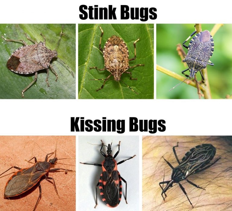 Experts Warn Of Summer Threat From ‘Kissing Bugs’ And Chagas Disease