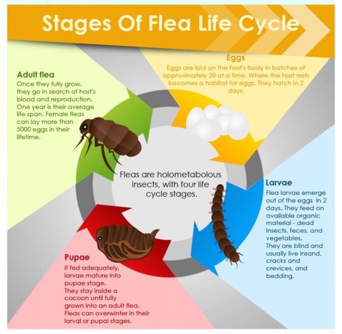 Safe use of flea and tick products for your pets – Corridor News