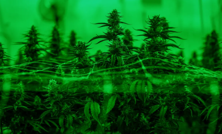 Marijuana with a green background